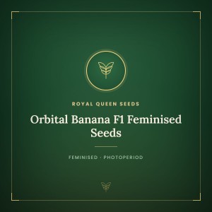 Orbital Banana F1 Feminised Seeds Orbital Banana F1 Feminised Seeds
