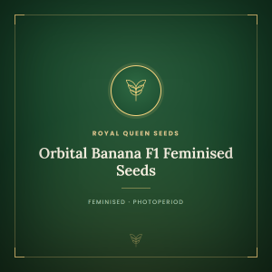 Orbital Banana F1 Feminised Seeds Orbital Banana F1 Feminised Seeds