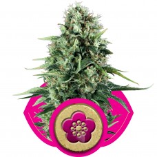 Power Flower Feminised Seeds Power Flower Feminised Seeds