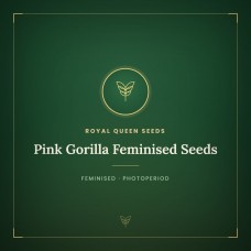 Pink Gorilla Feminised Seeds