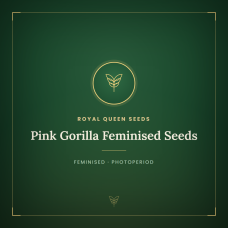 Pink Gorilla Feminised Seeds Pink Gorilla Feminised Seeds