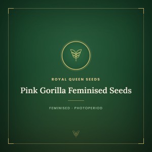 Pink Gorilla Feminised Seeds Pink Gorilla Feminised Seeds