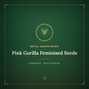 Pink Gorilla Feminised Seeds Pink Gorilla Feminised Seeds
