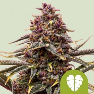 Pink Mist Auto Feminised Seeds Pink Mist Auto Feminised Seeds