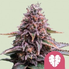 Pink Mist Feminised Seeds Pink Mist Feminised Seeds