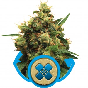 Painkiller XL CBD Feminised Seeds Painkiller XL CBD Feminised Seeds