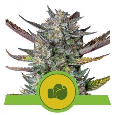 Purple Punch Auto Feminised Seeds Purple Punch Auto Feminised Seeds