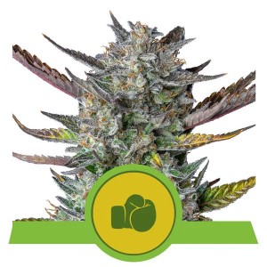 Purple Punch Auto Feminised Seeds Purple Punch Auto Feminised Seeds