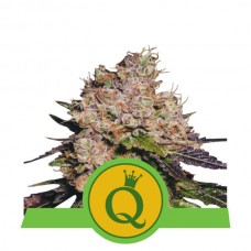 Purple Queen Auto Feminised Seeds Purple Queen Auto Feminised Seeds