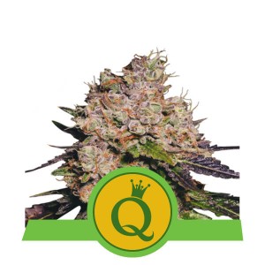 Purple Queen Auto Feminised Seeds Purple Queen Auto Feminised Seeds