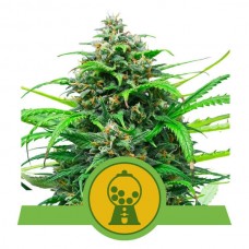 Pink Runtz Auto Feminised Seeds Pink Runtz Auto Feminised Seeds