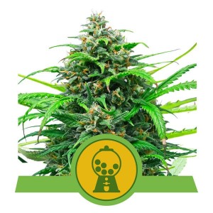 Pink Runtz Auto Feminised Seeds Pink Runtz Auto Feminised Seeds