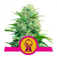 Pink Runtz Feminised Seeds Pink Runtz Feminised Seeds