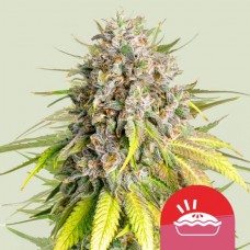Punch Pie Feminised Seeds Punch Pie Feminised Seeds