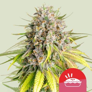 Punch Pie Feminised Seeds Punch Pie Feminised Seeds