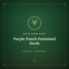 Purple Punch Feminised Seeds Purple Punch Feminised Seeds