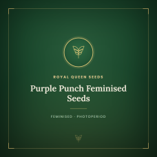 Purple Punch Feminised Seeds Purple Punch Feminised Seeds