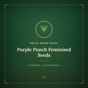 Purple Punch Feminised Seeds Purple Punch Feminised Seeds