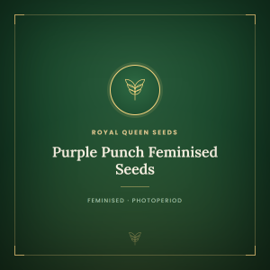 Purple Punch Feminised Seeds Purple Punch Feminised Seeds