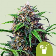 Purple Lemonade Auto Feminised Seeds Purple Lemonade Auto Feminised Seeds