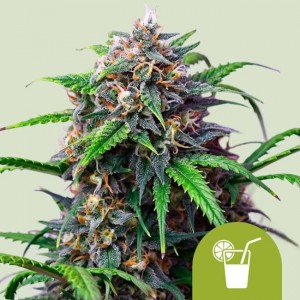Purple Lemonade Auto Feminised Seeds Purple Lemonade Auto Feminised Seeds