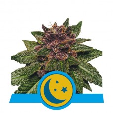 Purplematic CBD Auto Feminised Seeds Purplematic CBD Auto Feminised Seeds