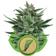 Quick One Auto Feminised Seeds Quick One Auto Feminised Seeds