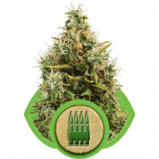 Royal AK Auto Feminised Seeds Royal AK Auto Feminised Seeds