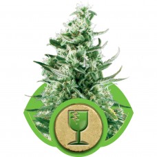 Royal Critical Auto Feminised Seeds Royal Critical Auto Feminised Seeds