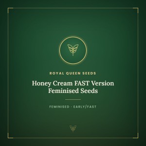 Honey Cream FAST Version Feminised Seeds Honey Cream FAST Version Feminised Seeds