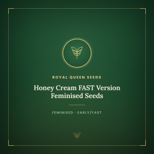 Honey Cream FAST Version Feminised Seeds Honey Cream FAST Version Feminised Seeds