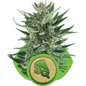 Royal Cheese Auto Feminised Seeds Royal Cheese Auto Feminised Seeds