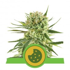 Royal Cookies Auto Feminised Seeds Royal Cookies Auto Feminised Seeds