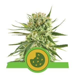 Royal Cookies Auto Feminised Seeds Royal Cookies Auto Feminised Seeds