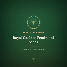 Royal Cookies Feminised Seeds Royal Cookies Feminised Seeds