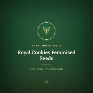 Royal Cookies Feminised Seeds Royal Cookies Feminised Seeds