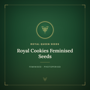 Royal Cookies Feminised Seeds
