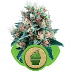 Royal Creamatic Auto Feminised Seeds Royal Creamatic Auto Feminised Seeds