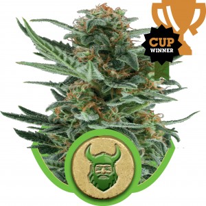Royal Dwarf Auto Feminised Seeds Royal Dwarf Auto Feminised Seeds
