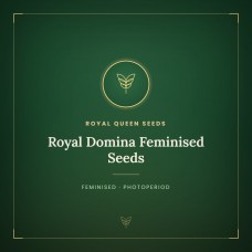 Royal Domina Feminised Seeds Royal Domina Feminised Seeds
