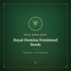 Royal Domina Feminised Seeds Royal Domina Feminised Seeds