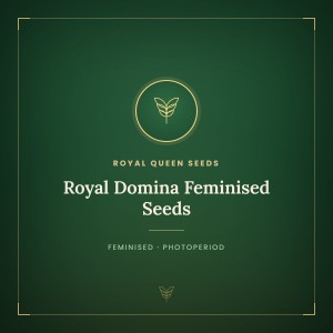 Royal Domina Feminised Seeds Royal Domina Feminised Seeds