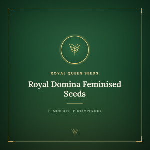 Royal Domina Feminised Seeds Royal Domina Feminised Seeds