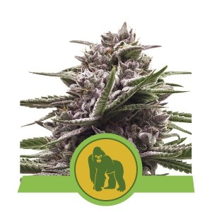 Royal Gorilla Auto Feminised Seeds Royal Gorilla Auto Feminised Seeds