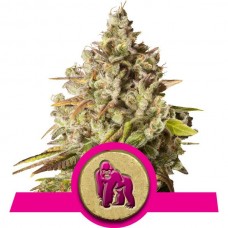 Royal Gorilla Feminised Seeds Royal Gorilla Feminised Seeds