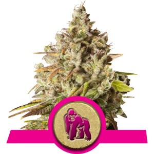 Royal Gorilla Feminised Seeds Royal Gorilla Feminised Seeds