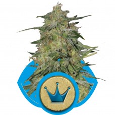 Royal Highness CBD Feminised Seeds Royal Highness CBD Feminised Seeds