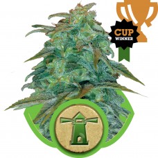 Royal Haze Auto Feminised Seeds Royal Haze Auto Feminised Seeds