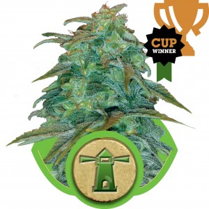 Royal Haze Auto Feminised Seeds Royal Haze Auto Feminised Seeds