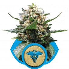 Royal Medic CBD Feminised Seeds Royal Medic CBD Feminised Seeds
